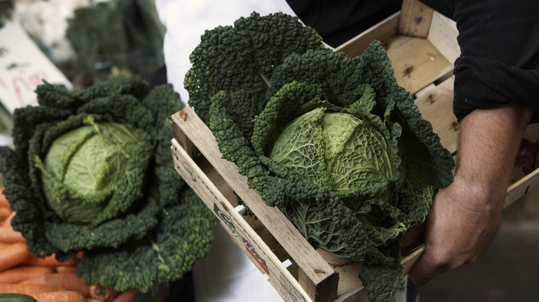 Person holding box of cabbage