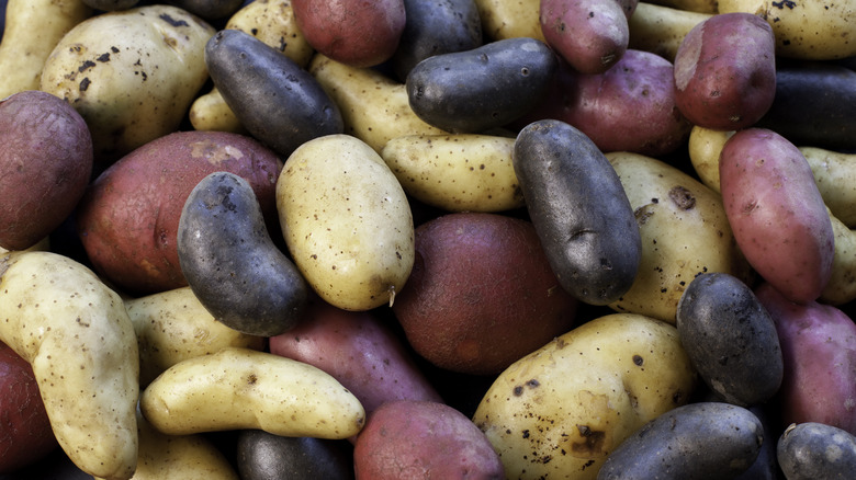 Various potato varieties