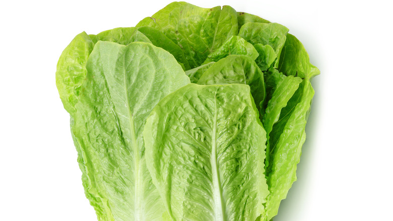 Romaine head on white background