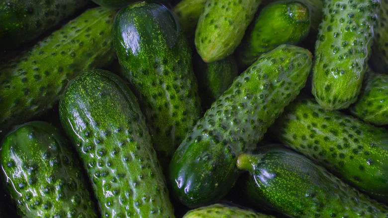 Fresh cucumbers in water