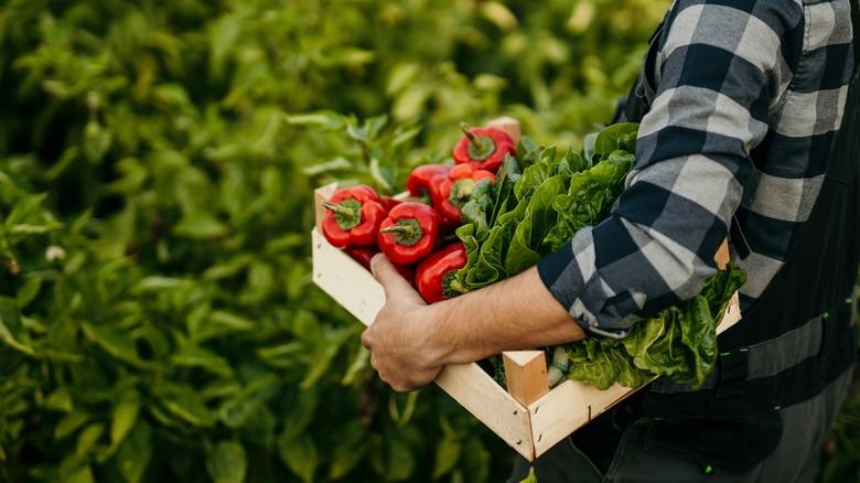 Seasonal produce in a basket