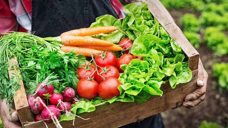 A vegetable box filled with tomatoes and carrots