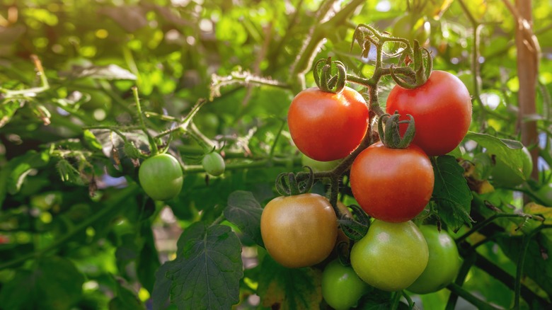 tomatoes on the vine