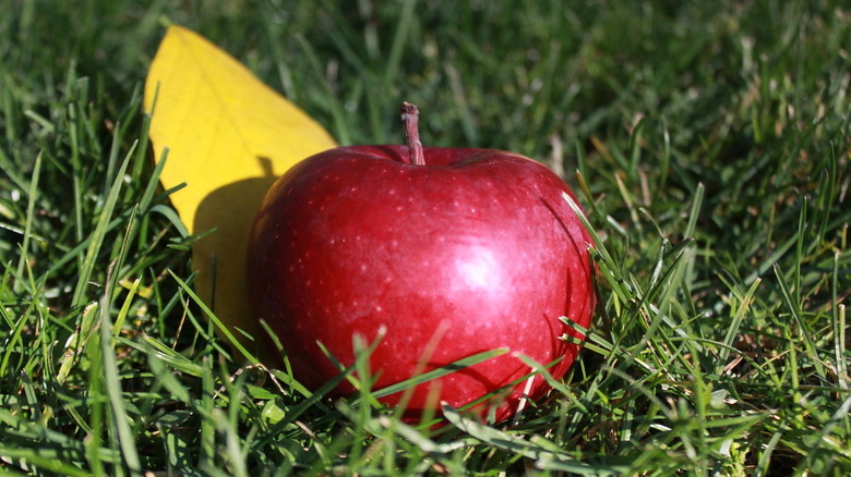 an apple on grass