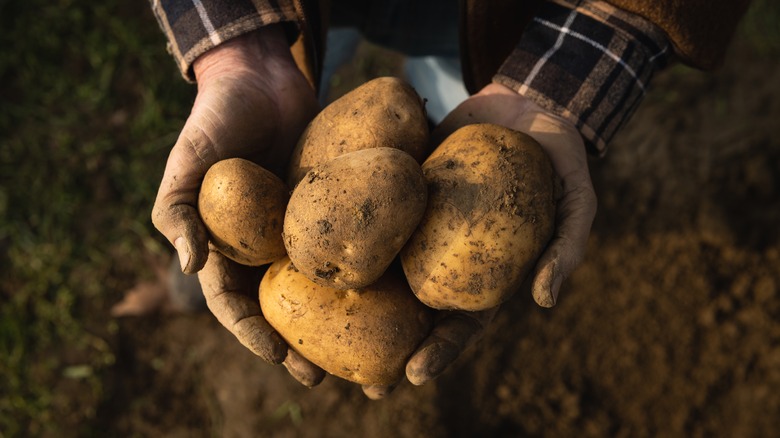 Person holding raw potatoes