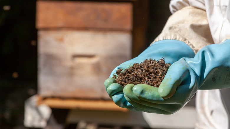 Beekeeper holding pile of dead bees