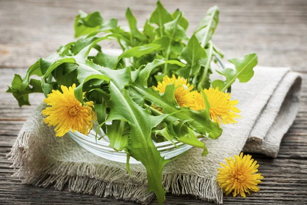 Dandelions — China and Korea, the Mediterranean