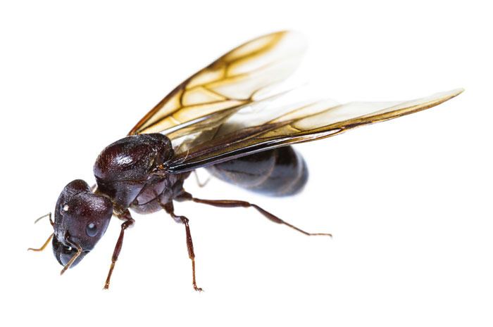 Ant Snacks (Brazil)