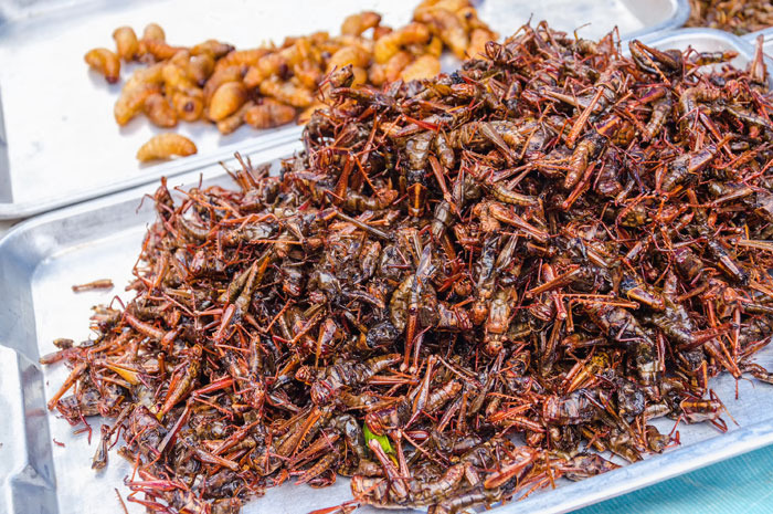 Locusts (Asia)