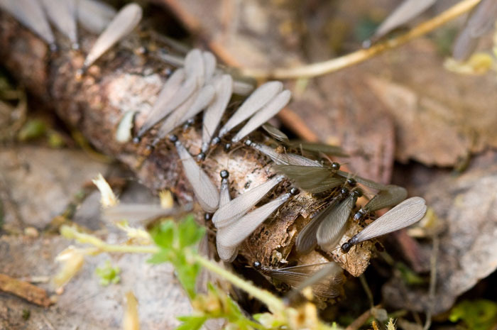 Flying Termites (Uganda)