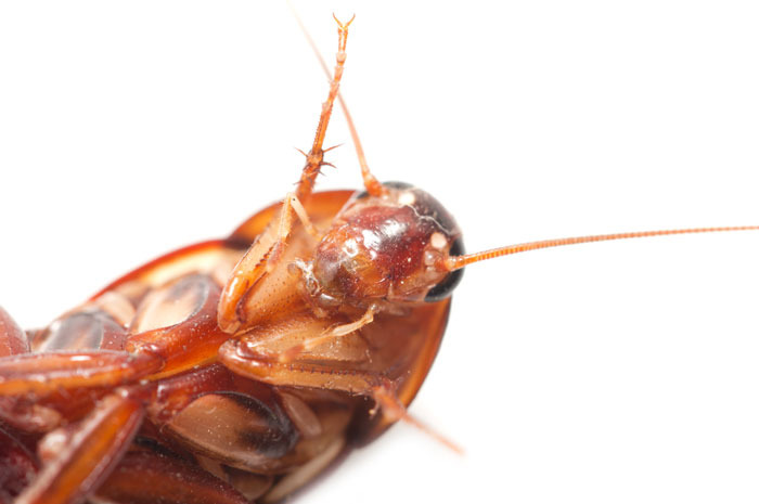 Cockroach Dishes (China)