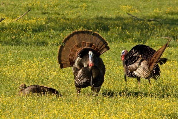 Turkey Feathers, Not Meat