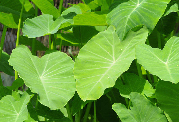 Hawaii: Lau Lau