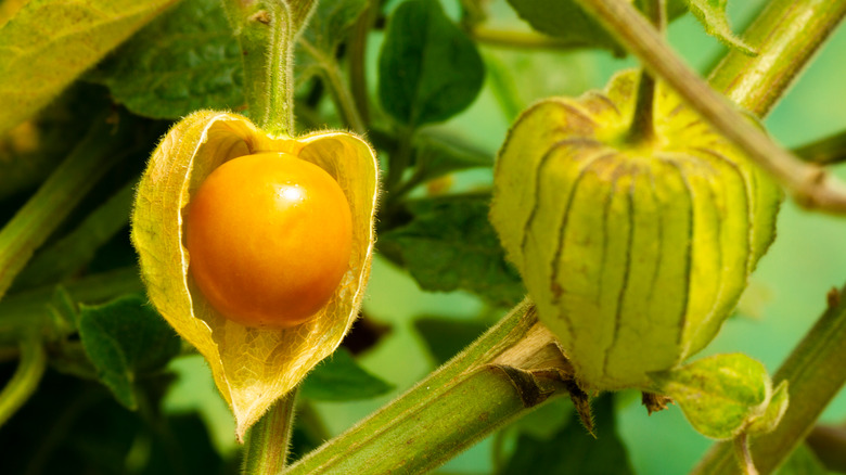Close up of a golden berry