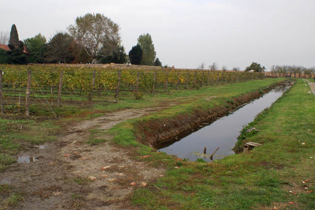 Vineyard with ditch