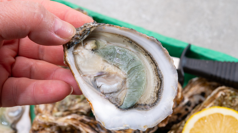 green gill oyster in hand