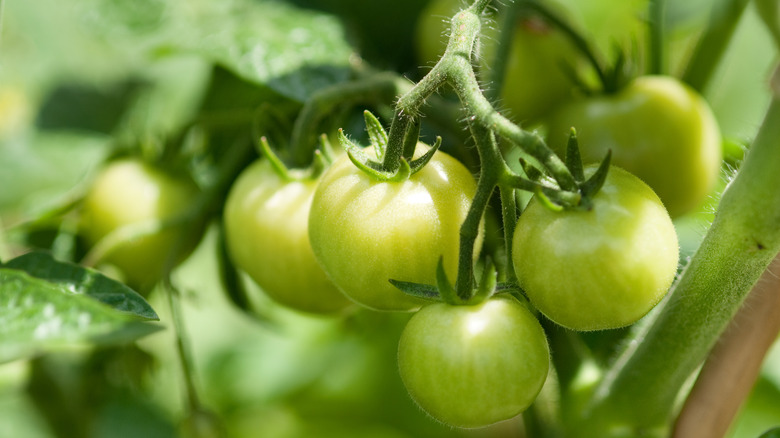 green tomatoes on the vine