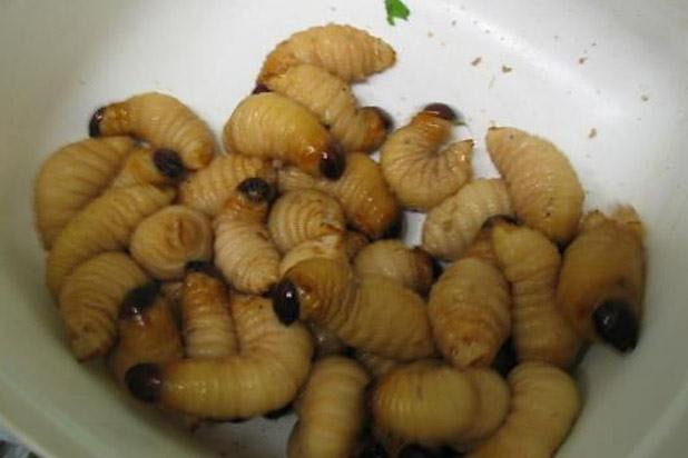 Sago Worms