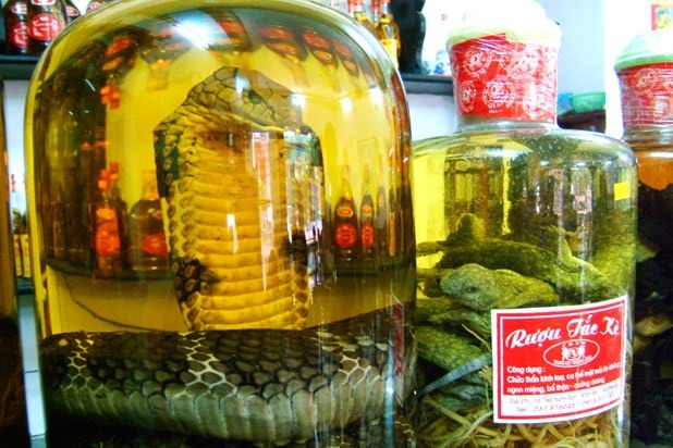 Snake Wine