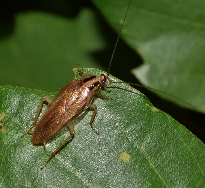 Teriyaki Cockroaches