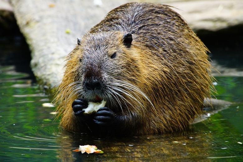 Nutria