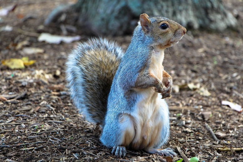 Squirrel Brains