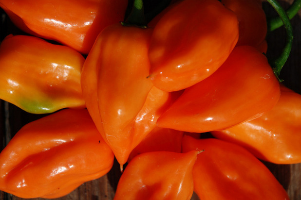 Habanero