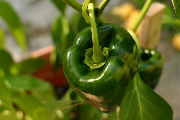 Poblano