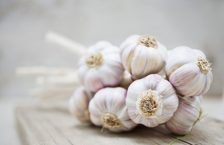 Garlic