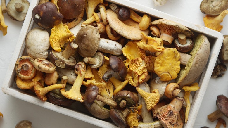 Box of various wild mushrooms