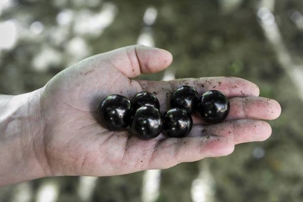 Jabuticaba