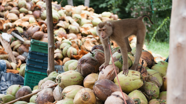 Monkey at coconut farm, Malaysia