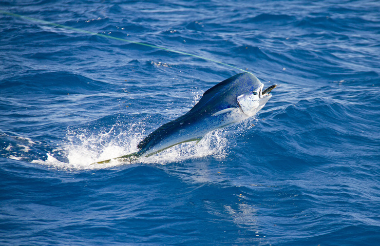 1.	Dolphin (Mahi-Mahi)