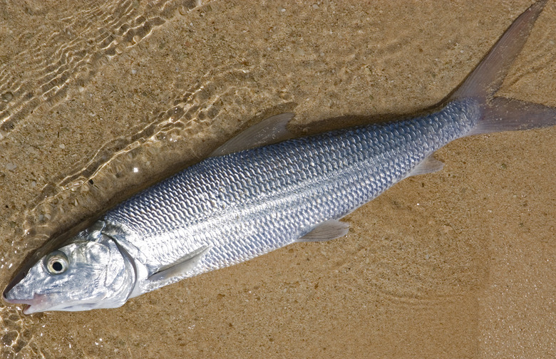 10.	Bonefish 