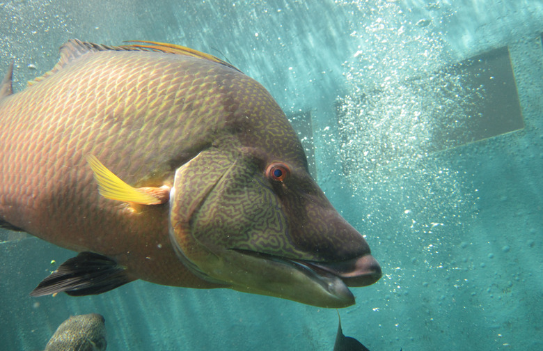 2.	Hogfish 