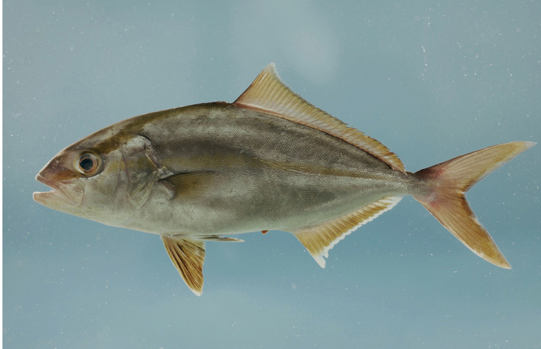 5.	Amberjack 