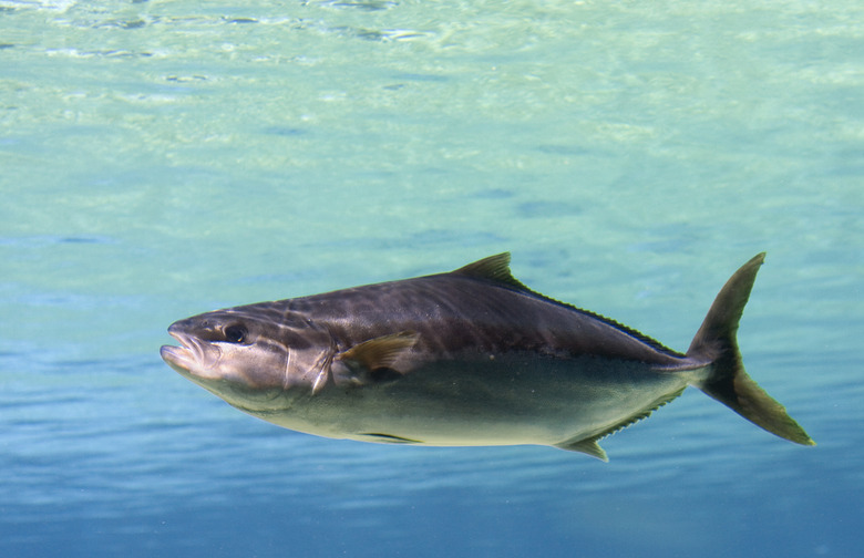 7.	Cobia