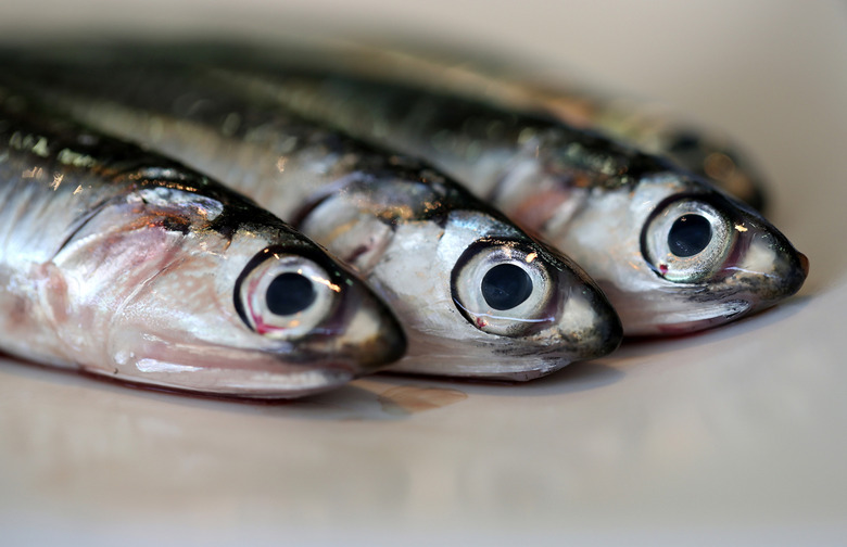 9.	Mackerel