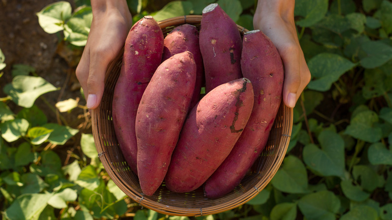 Red sweet potatoes