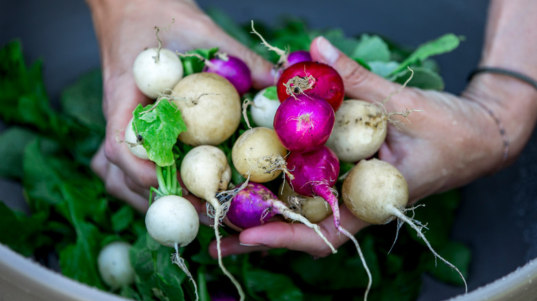 Different varieties of radish 