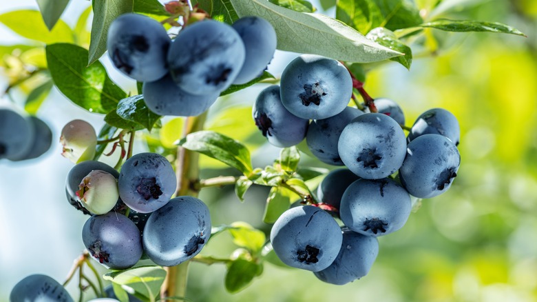 blueberries growing on a bush 