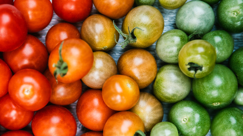 Cherry tomatoes in varying degrees of ripeness