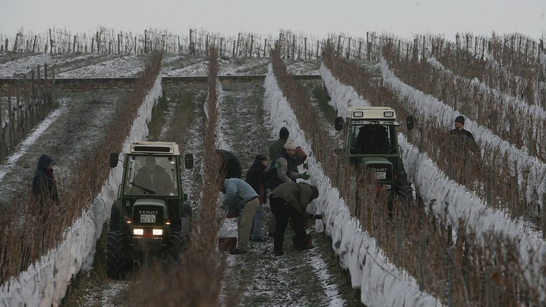 Harvesters picking grapes for ice wine