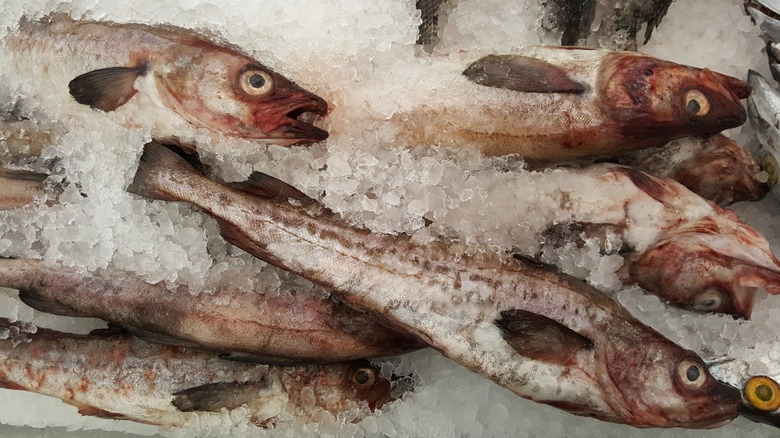 frozen Alaska pollock