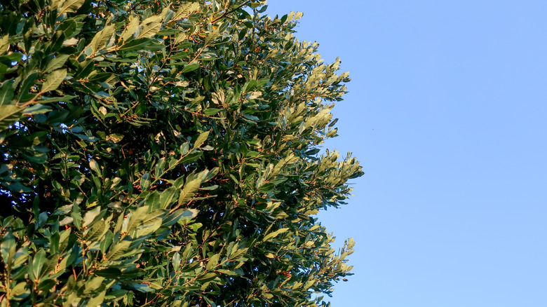 bay laurel tree against sky