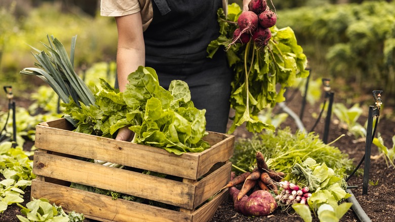 Farmer picking vegetables at a farm