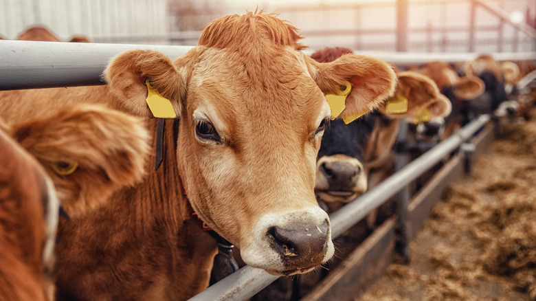 Dairy cow farm