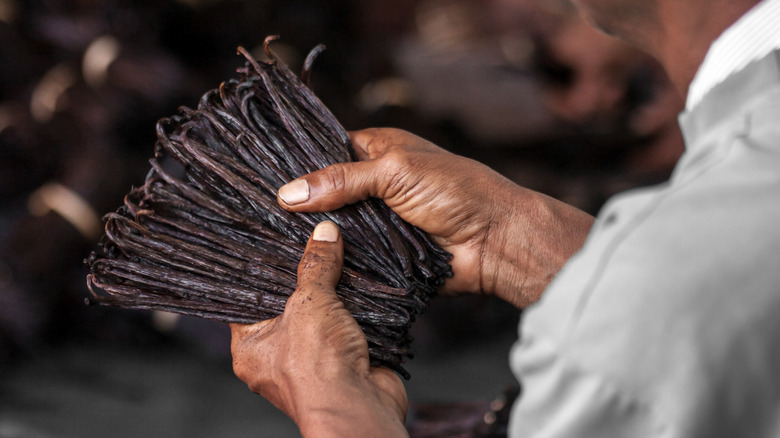 A man holds the vanilla plant