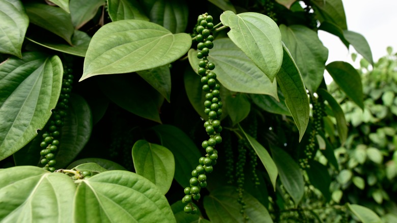 Peppercorns on the plant