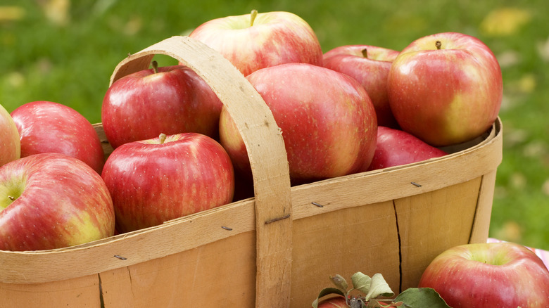 a basket full of honeycrisp apples in an outdoor setting